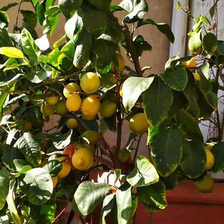 La Casa Dei Fiori Флоренция
