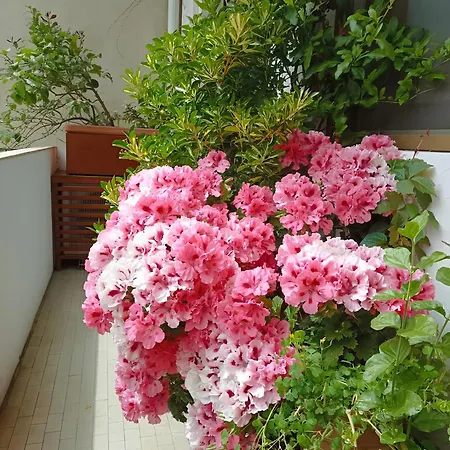 Appartamento La Casa Dei Fiori Firenze
