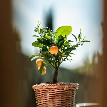 Bed & Breakfast Rovezzano 3*