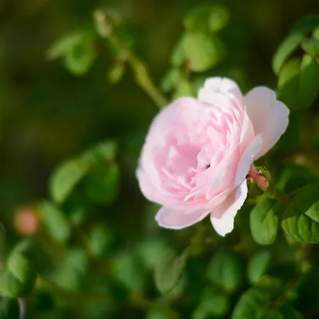 Gelsomino Garden 호텔