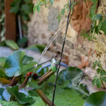 Secret Garden לינה וארוחת בוקר