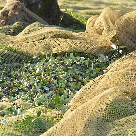 Armonie Di Incontri Florencie