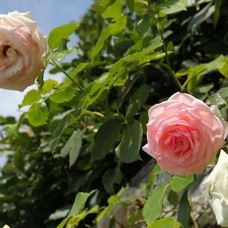 Bed & Breakfast Rovezzano Florence