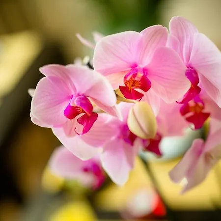 Orchidea Bed & Breakfast Firenze
