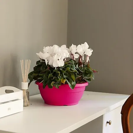 Residenza Maiano Bed & Breakfast Florence