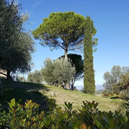 Ulivello Florenz