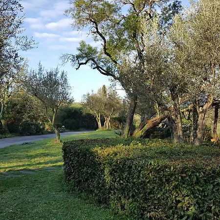 Ulivello *