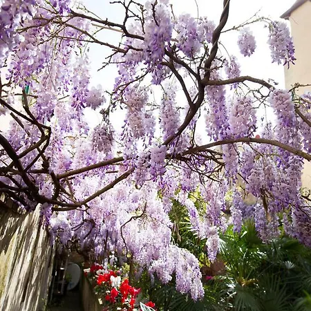 Bed & Breakfast Orchidea Firenze
