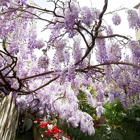 Bed & Breakfast Orchidea Firenze