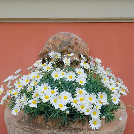 Panzió Il Leone