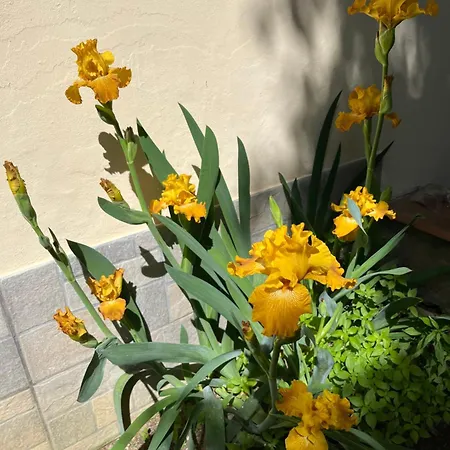 Dalu Lucilla - Private Car Park 15 Minutes To The Center Appartement Florence