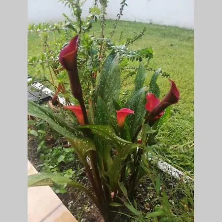 Flower Garden Vicino Al Centro Appartamento *
