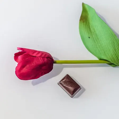 Chocolate Apartment
