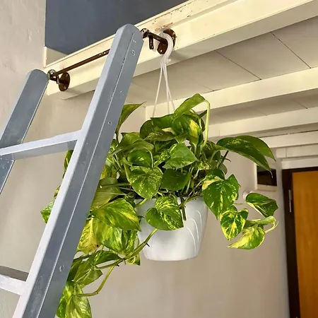 Pothos By Monteverdi *