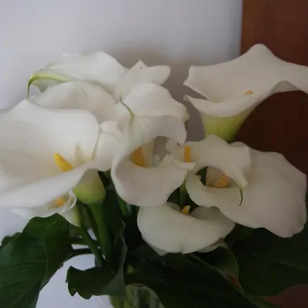 Il Grillo Di Firenze Bed and breakfast
