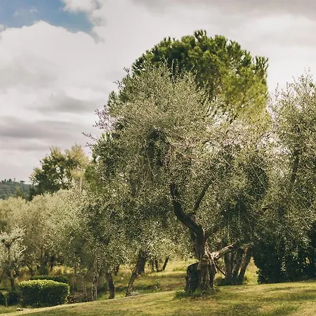 Ulivello * Florens
