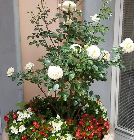 Aparthotel Palazzo Virginio Florenz