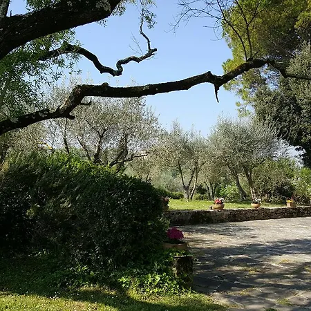 Ulivello Florens